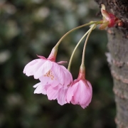 春はやっぱり桜。