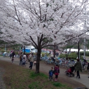 パパと子どもたちで山田富士公園の桜祭りへ行ってきました！