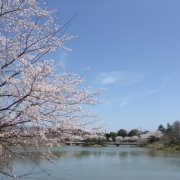 春の杁ヶ池公園