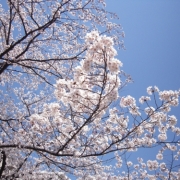 青空と桜色