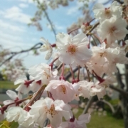 枝垂れ八重桜