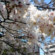 短い桜の命