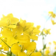 千葉の花なのだ☆