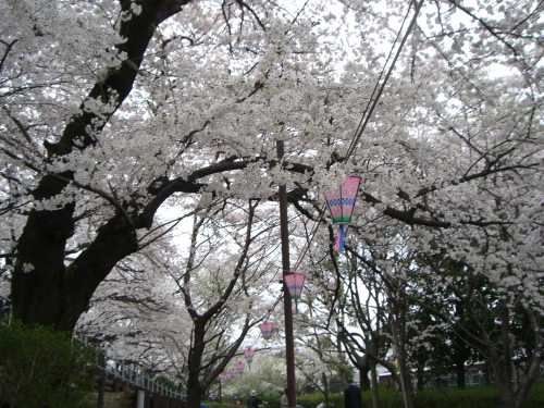 満開の画像（1枚目）