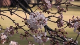 「春にしか会えない桜♪」の画像（1枚目）