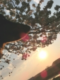 「夕暮れ桜」の画像（1枚目）