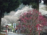 福岡県嘉麻市　梅林公園の梅