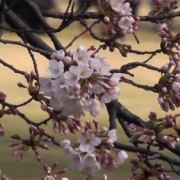 春にしか会えない桜♪