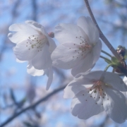 福岡県糸島市　加布里公園のさくら