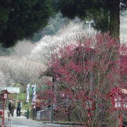 福岡県嘉麻市　梅林公園の梅