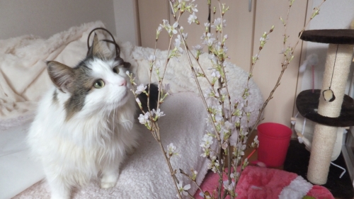 彼岸桜と猫の画像（1枚目）