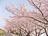 桜川沿いの桜並木