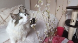 「彼岸桜と猫」の画像（1枚目）