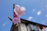 「河津桜」の画像（1枚目）