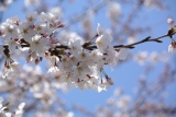 つつましやかに咲く桜
