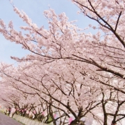 桜川沿いの桜並木