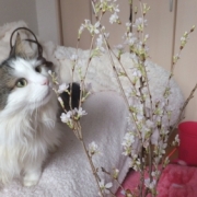 彼岸桜と猫