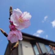 河津桜