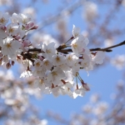 つつましやかに咲く桜