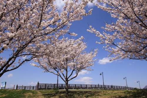 青空と桜のコントラストの画像（1枚目）
