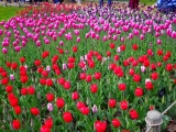 口コミ：春まっさかり〜♪昭和記念公園で満喫の日曜日の画像（17枚目）