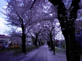 口コミ記事「春まっさかり〜♪昭和記念公園で満喫の日曜日」の画像