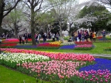 口コミ：春まっさかり〜♪昭和記念公園で満喫の日曜日の画像（12枚目）
