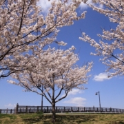 青空と桜のコントラスト