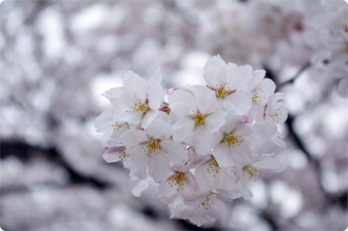 桜に花にみせられての画像（1枚目）