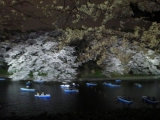 「千鳥ヶ淵の夜桜」の画像（1枚目）