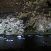 千鳥ヶ淵の夜桜