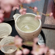 家桜で花見酒。