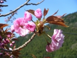 「福岡県糸島市瑞梅寺ダムの上流の山の家の八重桜」の画像（1枚目）