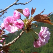 福岡県糸島市瑞梅寺ダムの上流の山の家の八重桜