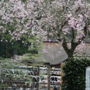 しだれ桜