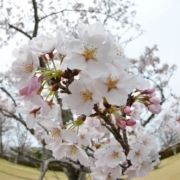 桜♪待ってたよ～～！