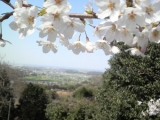 「私の故郷の桜」の画像（1枚目）