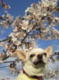 「桜の季節ですね」の画像（1枚目）
