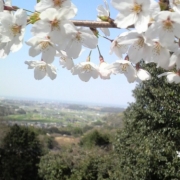 私の故郷の桜