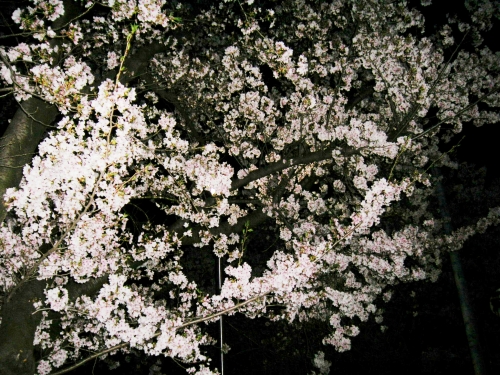 夜桜。の画像（1枚目）