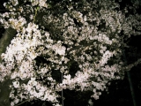 「夜桜。」の画像（1枚目）