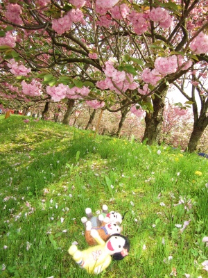 八重桜の画像（1枚目）