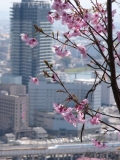 「桜と九州新幹線」の画像（1枚目）