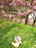 「八重桜」の画像（1枚目）
