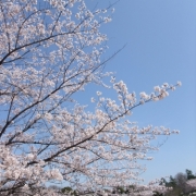 春♪うらら