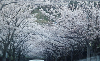 桜のトンネルの画像（1枚目）