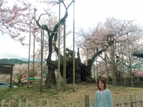 日本最古の神代桜♪の画像（1枚目）