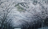「桜のトンネル」の画像（1枚目）