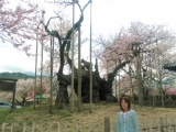 日本最古の神代桜♪