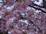 「桜!」の画像（1枚目）